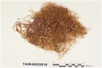藏品(蔓苔科)的圖片